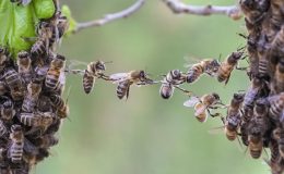 面白い行動をするハチ