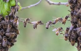 面白い行動をするハチ