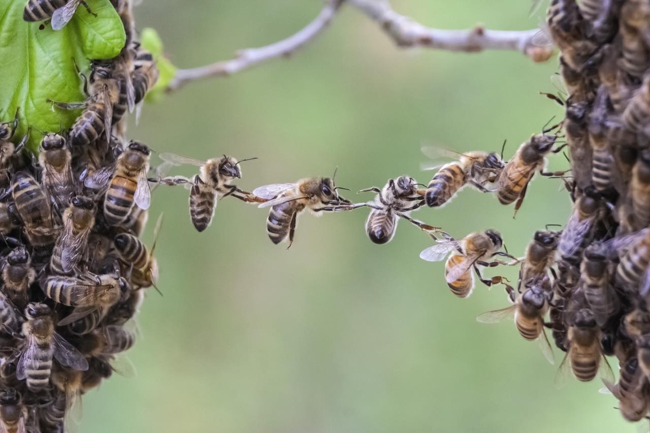 面白い行動をするハチ